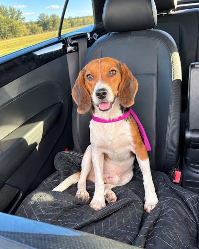 Enlarge Aaron, a Adoptable Beagle in TULSA, OK image 2/2