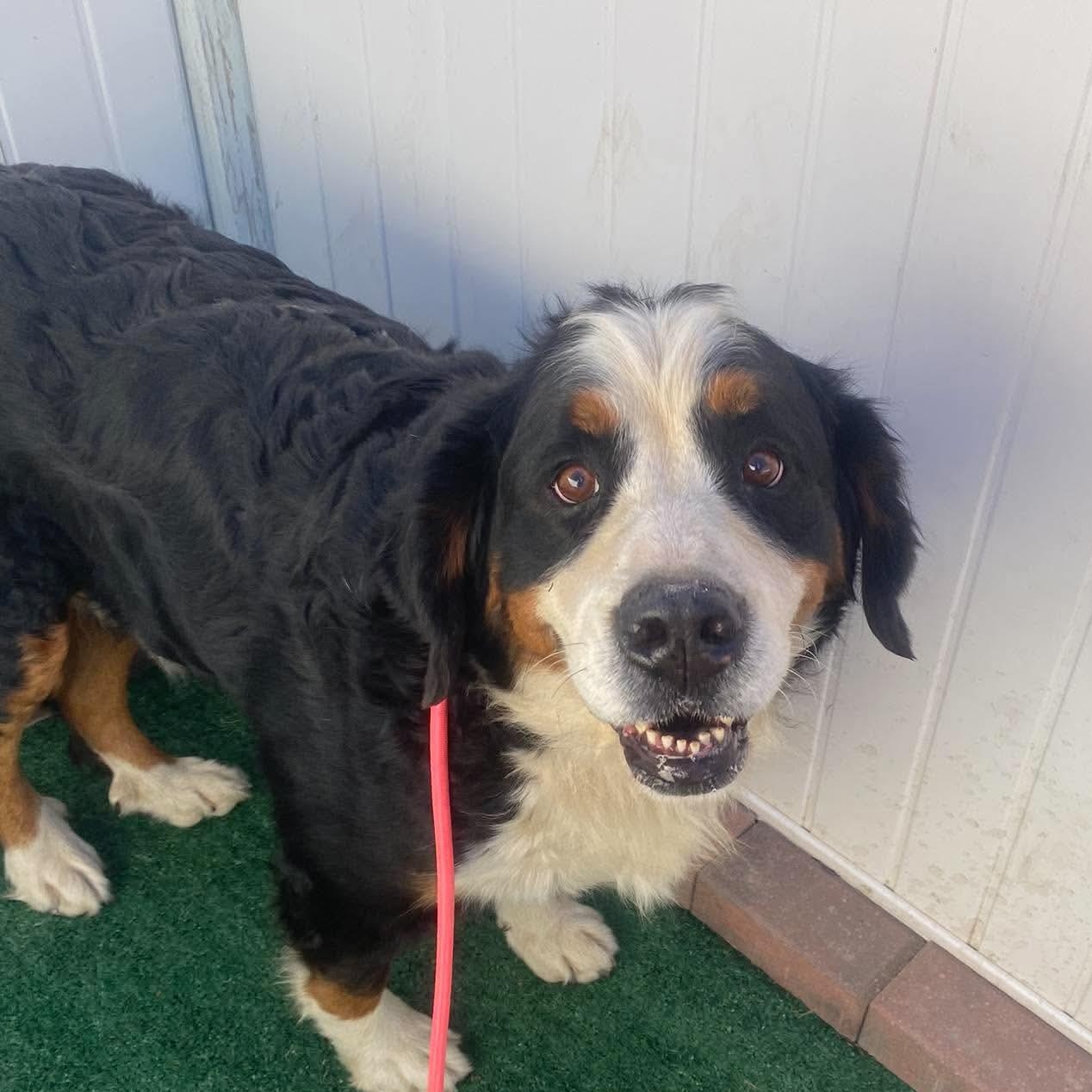Enlarge Margie, a Adoptable Bernese Mountain Dog in Minooka, IL image 2/2