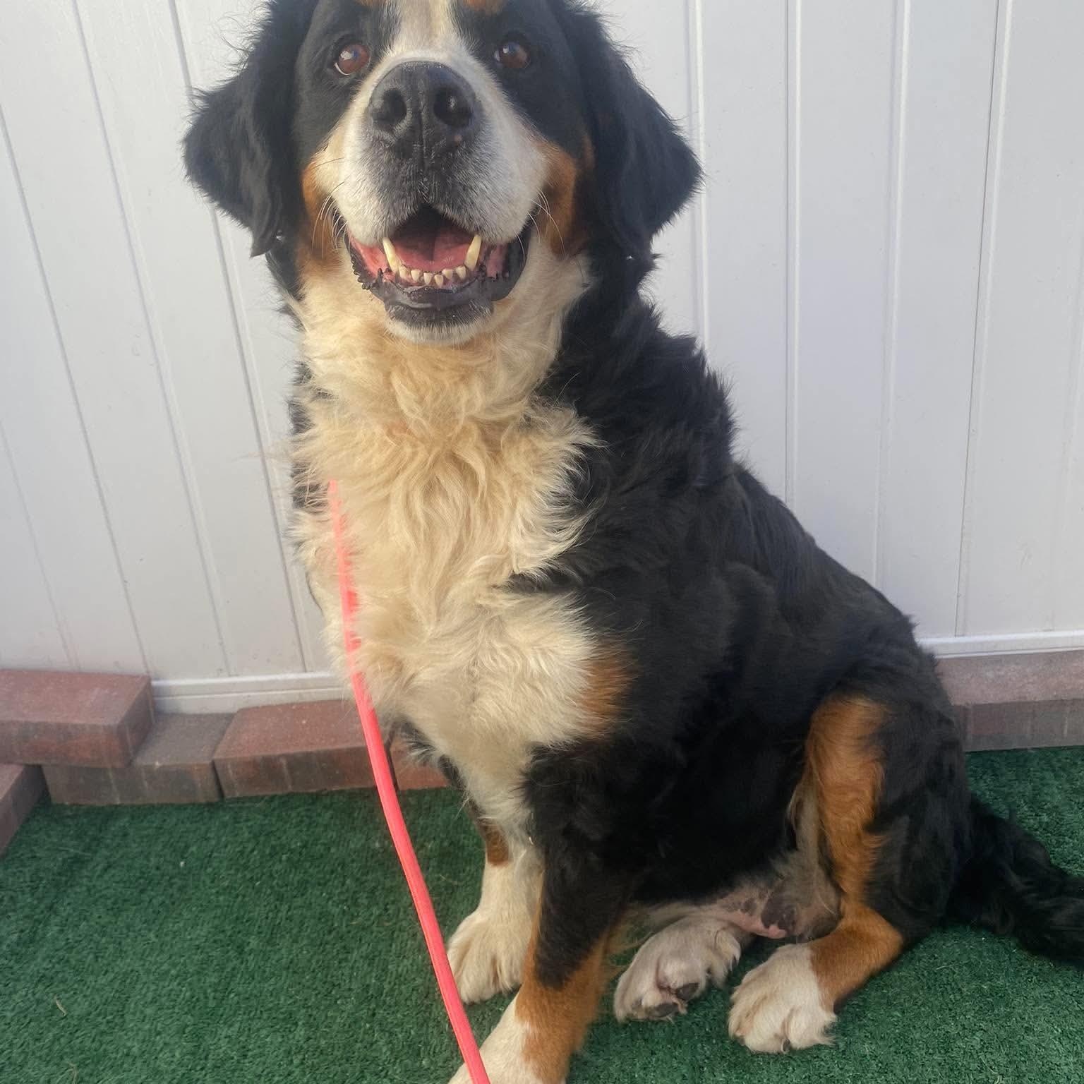 Enlarge Margie, a Adoptable Bernese Mountain Dog in Minooka, IL image 1/2