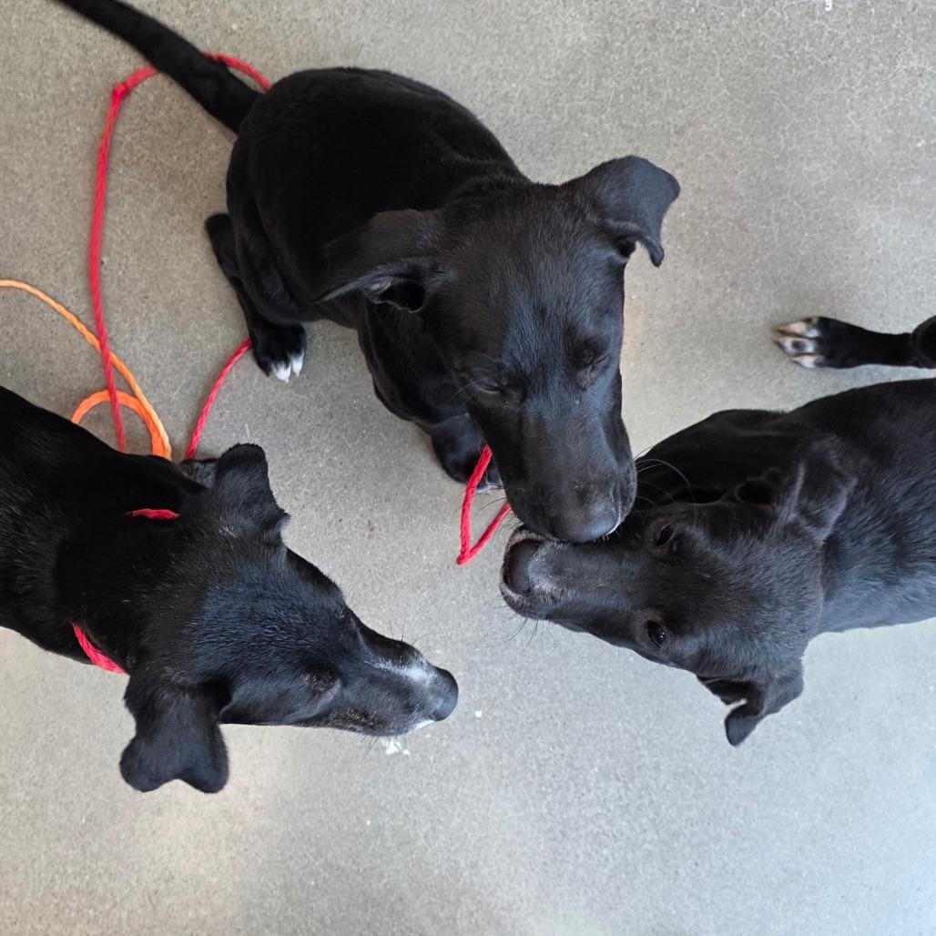 Enlarge Grim, a Adoptable mixed breed in Sand Springs, OK image 2/6