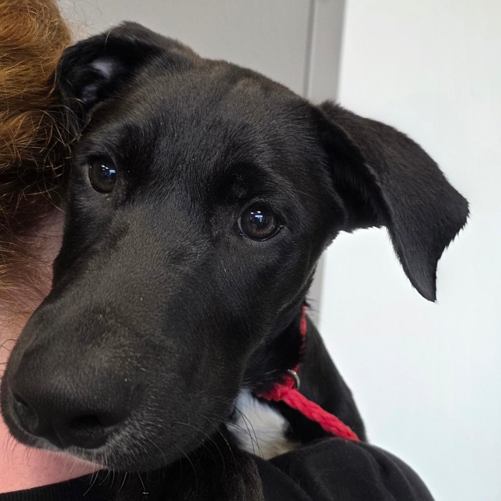 Enlarge Grim, a Adoptable mixed breed in Sand Springs, OK image 3/6