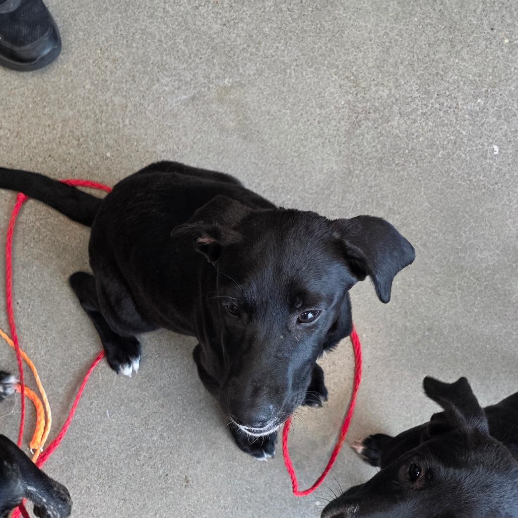 Enlarge Grim, a Adoptable mixed breed in Sand Springs, OK image 4/6