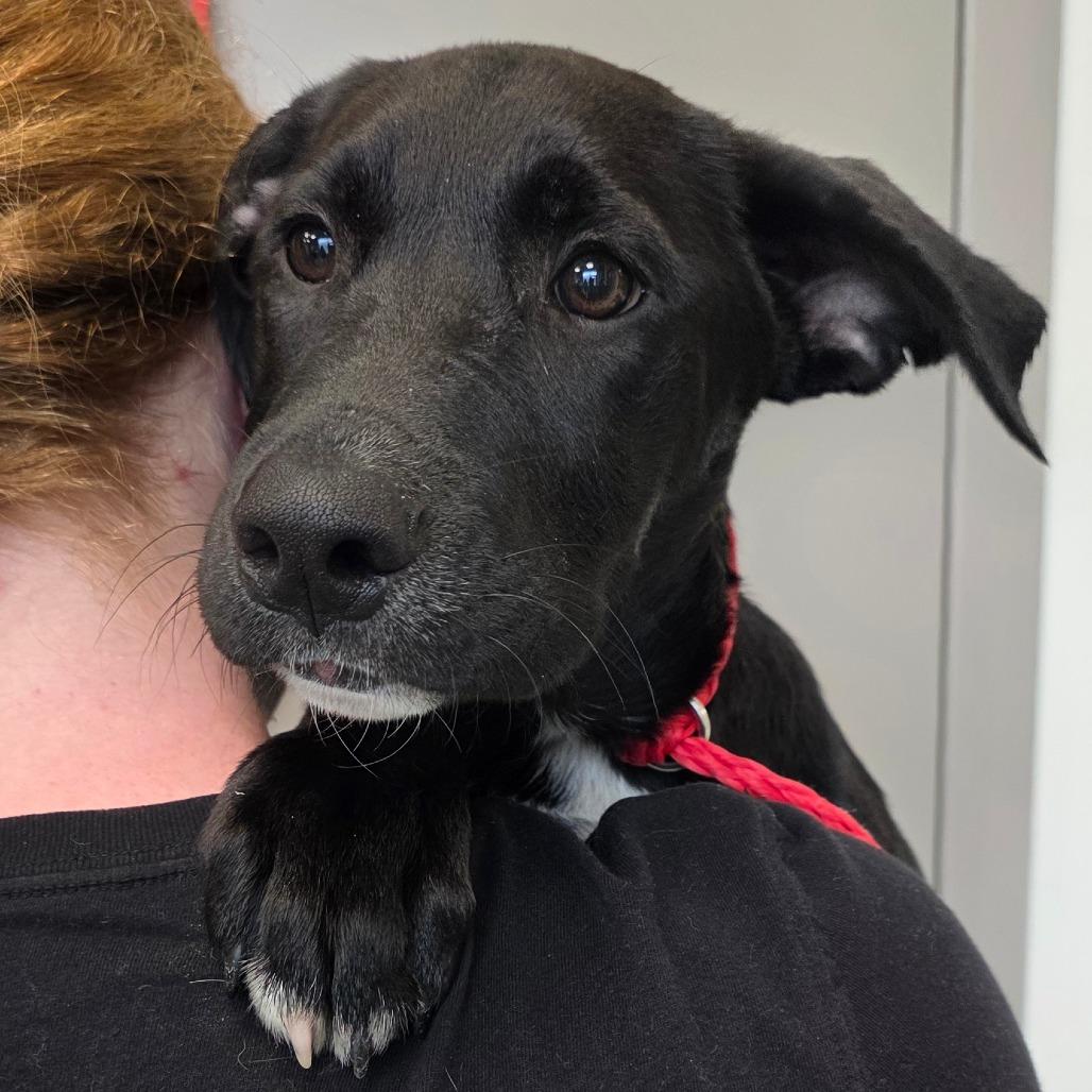 Enlarge Grim, a Adoptable mixed breed in Sand Springs, OK image 5/6