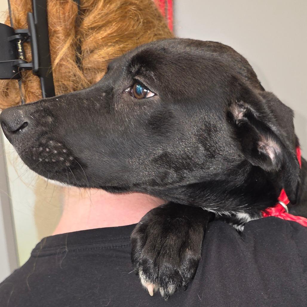 Enlarge Grim, a Adoptable mixed breed in Sand Springs, OK image 6/6
