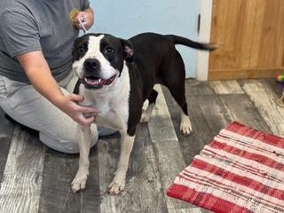 Enlarge Minnie, a Adopted mixed breed in Nashville, IL image 1/1