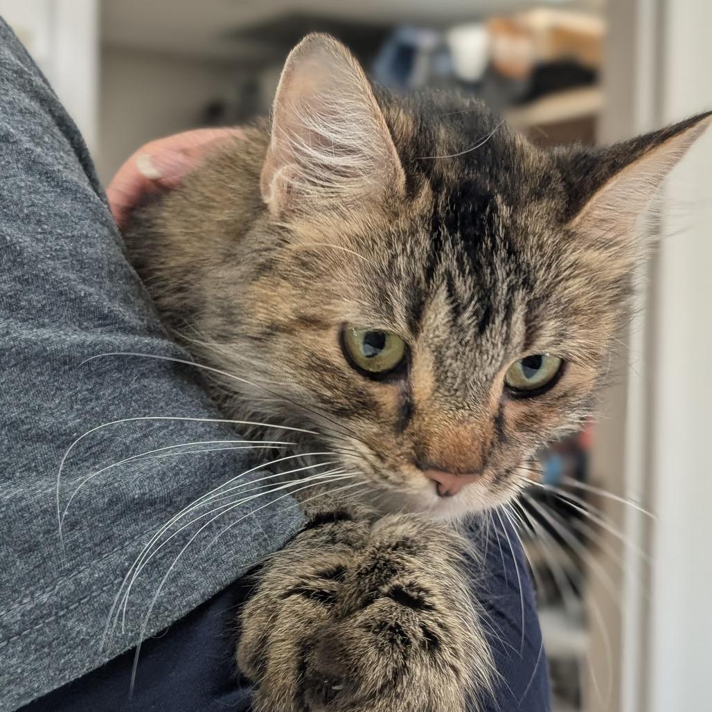 Enlarge Endora, a Adoptable Domestic Short Hair in Peoria, IL image 1/2