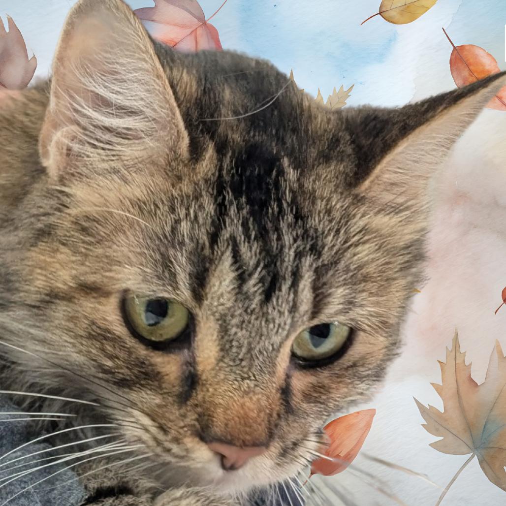 Enlarge Endora, a Adoptable Domestic Short Hair in Peoria, IL image 2/2