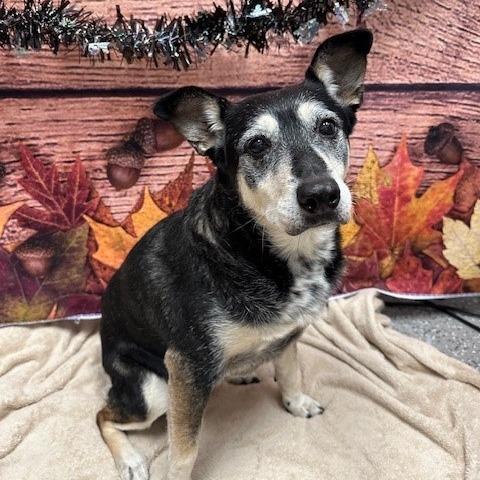 Poppy, Adoptable, Senior Female Australian Shepherd & Mixed Breed.