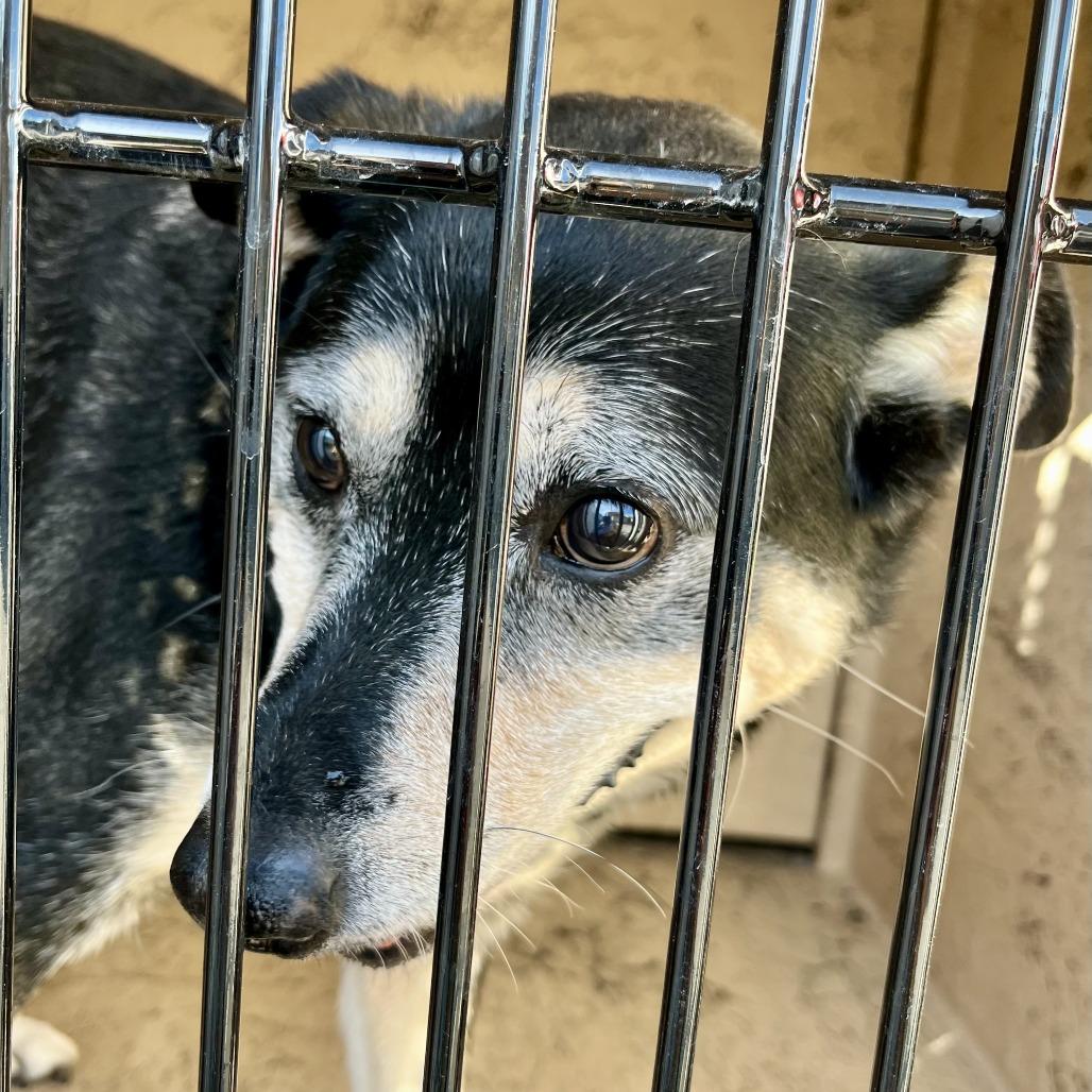 Enlarge Poppy, a Adoptable mixed breed in Henderson, NV image 2/2