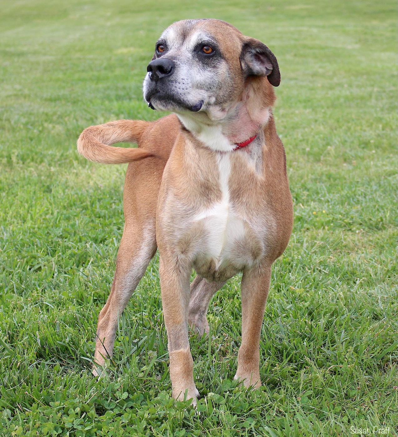 Enlarge Mooky, an adopted mixed breed in Bedford, VA image 2/3