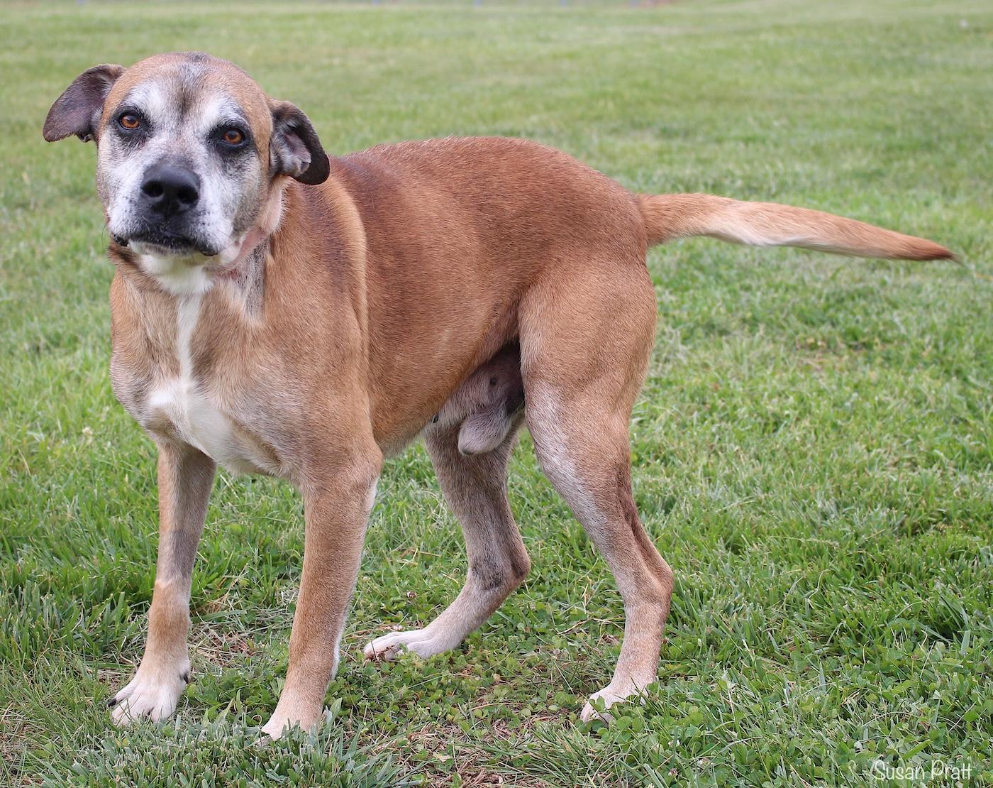 Enlarge Mooky, an adopted mixed breed in Bedford, VA image 3/3