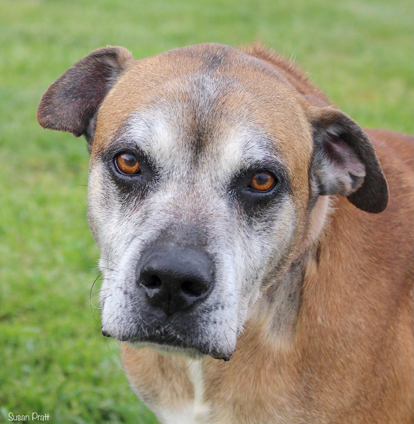 Enlarge Mooky, an adopted mixed breed in Bedford, VA image 1/3