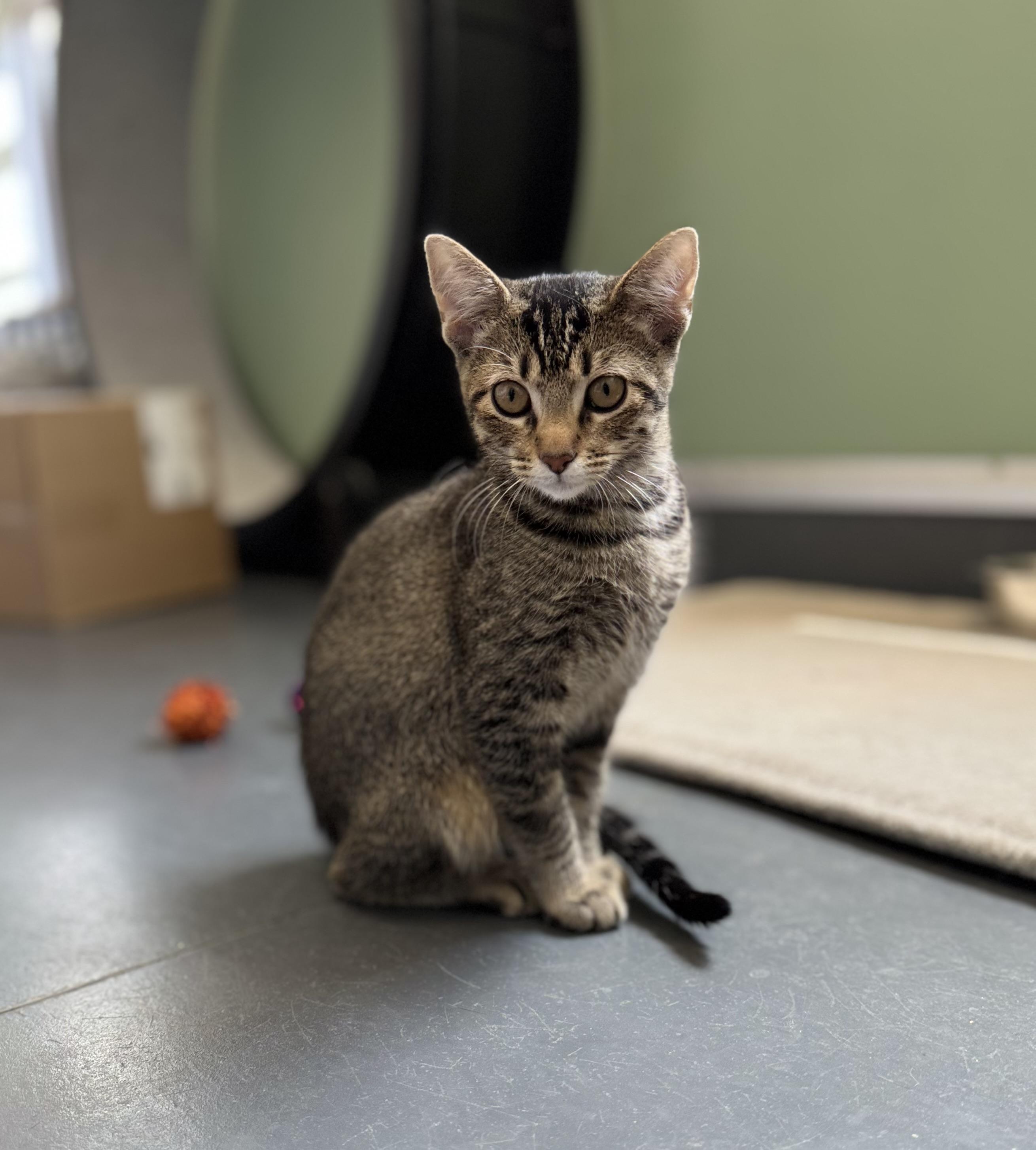 Irene, an adoptable Domestic Short Hair in Eagle, CO image 3/5