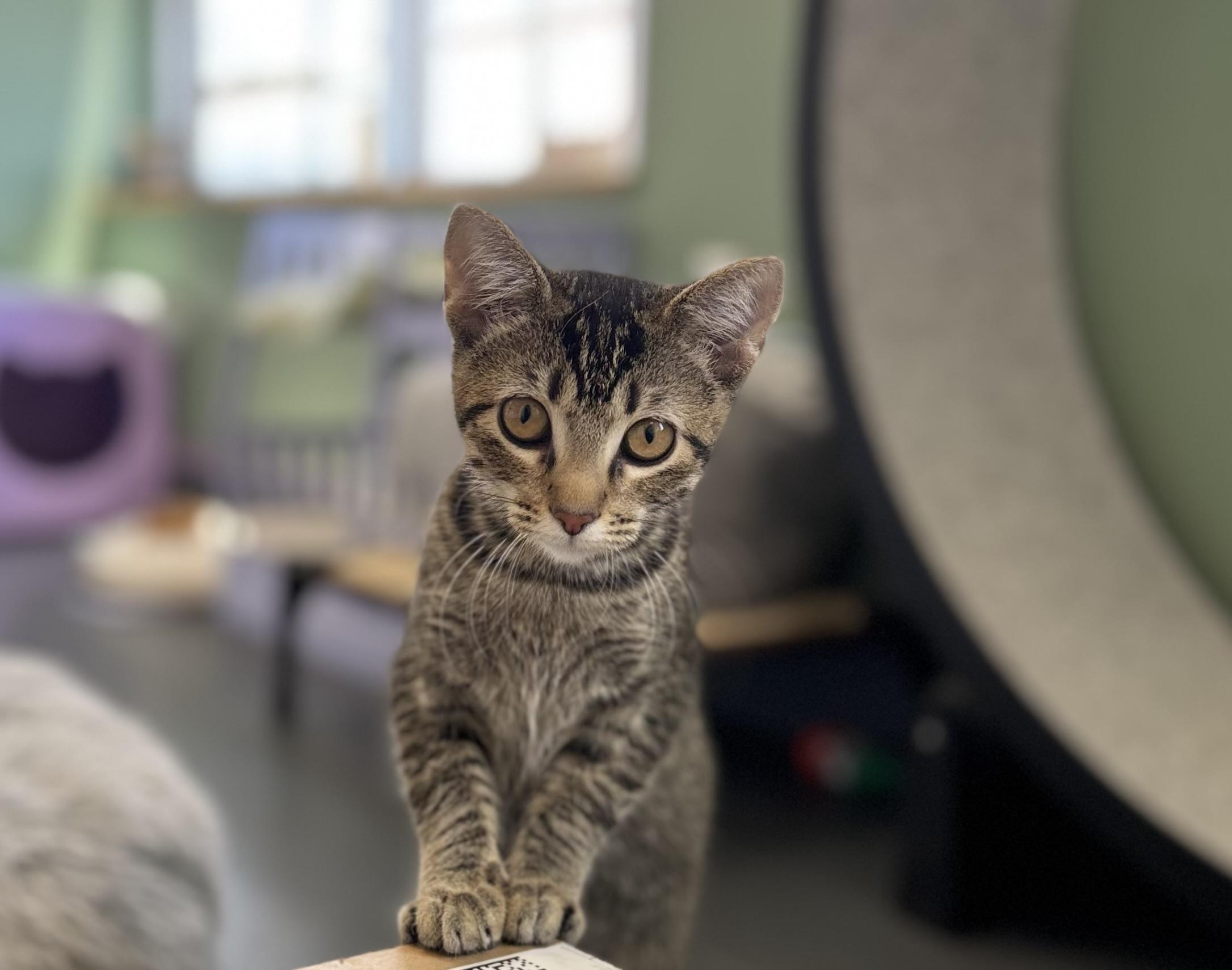 Irene, an adoptable Domestic Short Hair in Eagle, CO image 1/5