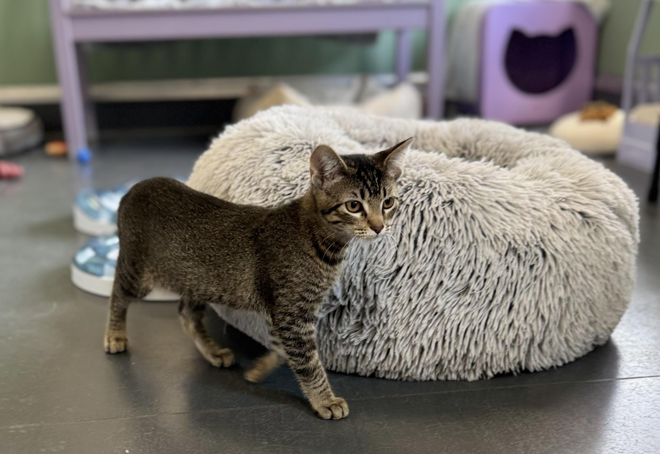 Irene, an adoptable Domestic Short Hair in Eagle, CO image 2/5
