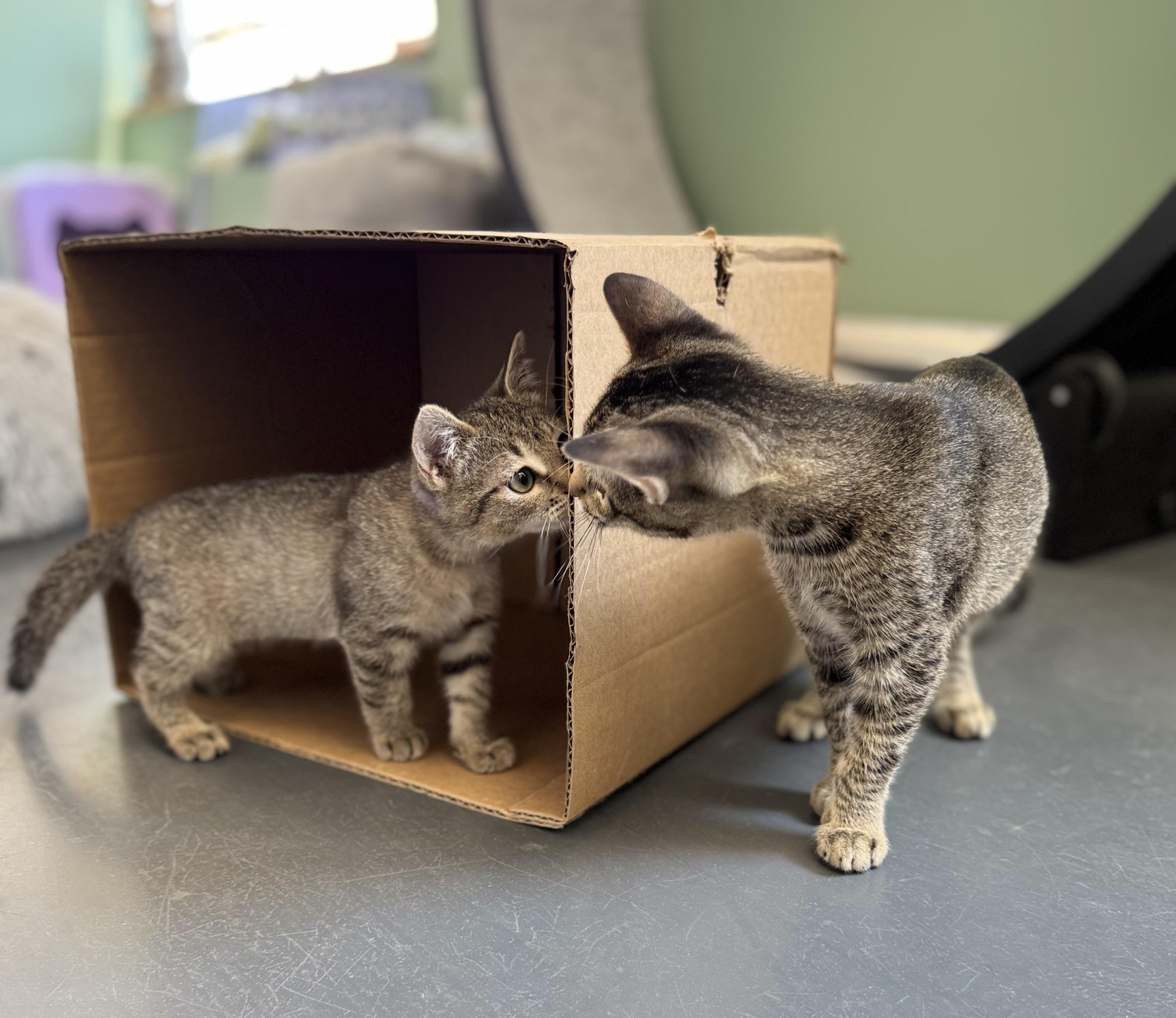 Irene, an adoptable Domestic Short Hair in Eagle, CO image 4/5