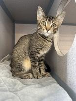 Enlarge Irene, an adoptable Domestic Short Hair in Eagle, CO image 1/1