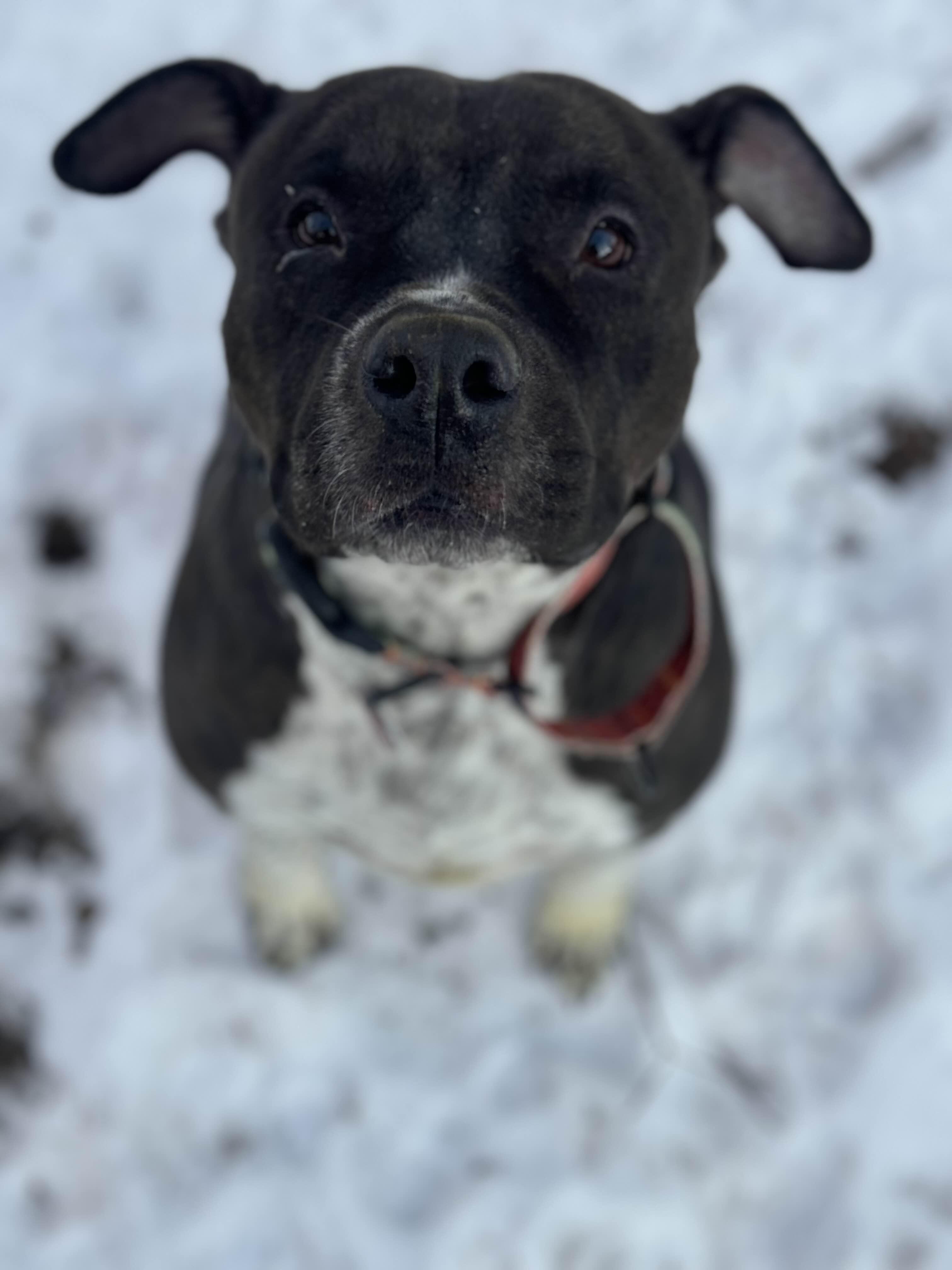Enlarge Bubbles, a Adoptable mixed breed in Hampton Bays, NY image 2/5