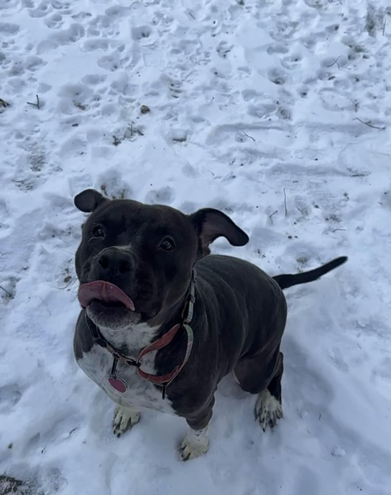 Enlarge Bubbles, a Adoptable mixed breed in Hampton Bays, NY image 3/5
