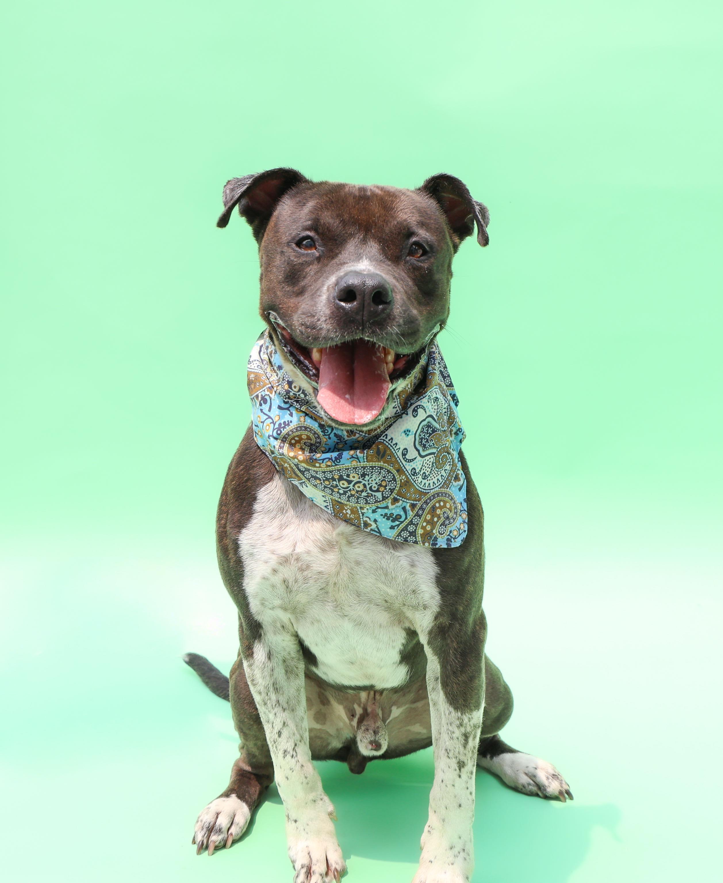 Enlarge Bubbles, a Adoptable mixed breed in Hampton Bays, NY image 1/5