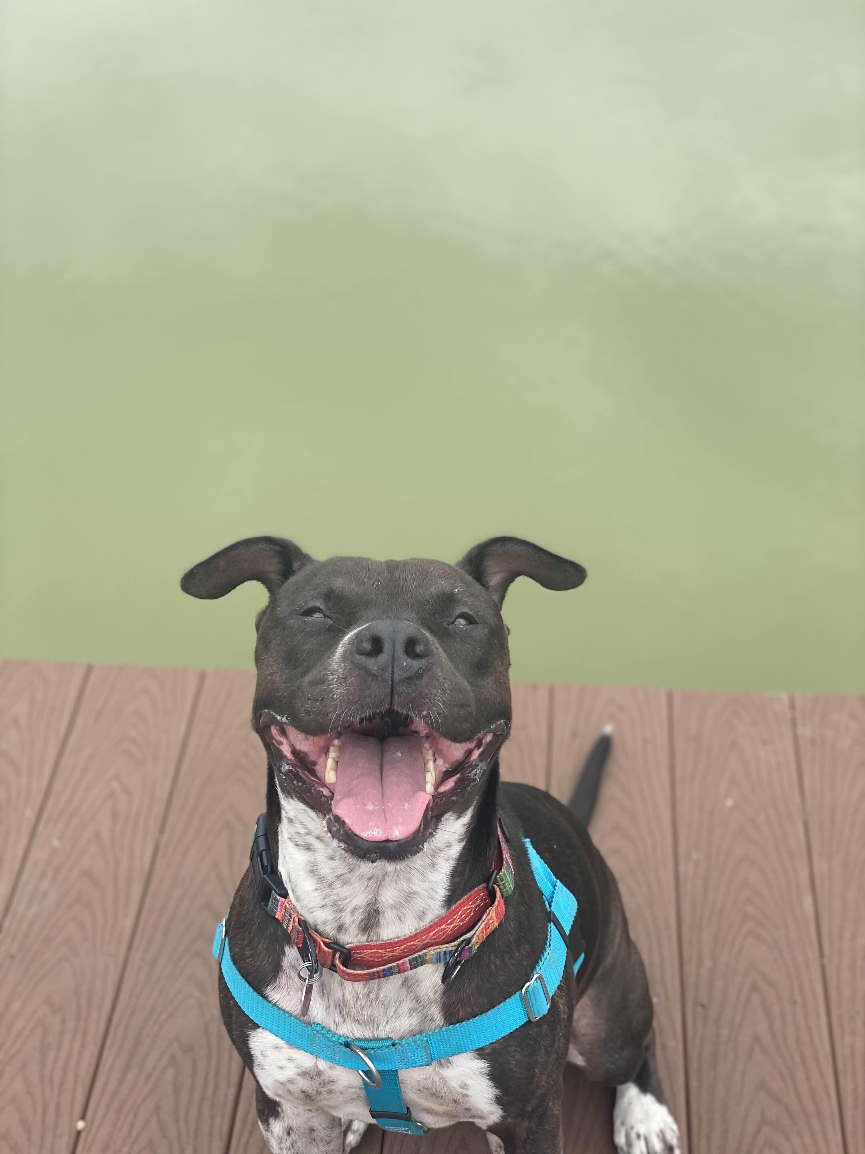 Enlarge Bubbles, a Adoptable mixed breed in Hampton Bays, NY image 4/5