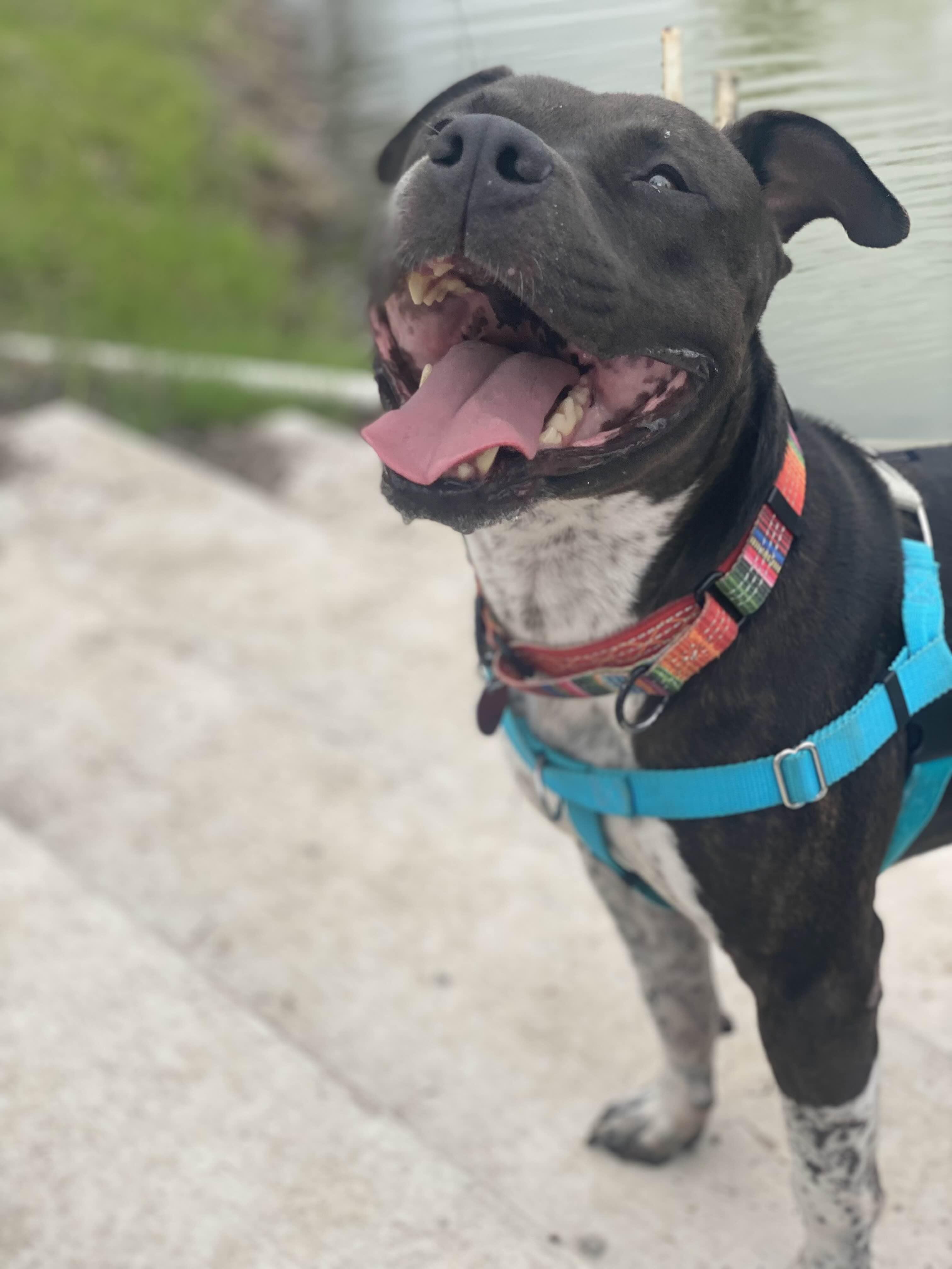 Enlarge Bubbles, a Adoptable mixed breed in Hampton Bays, NY image 5/5