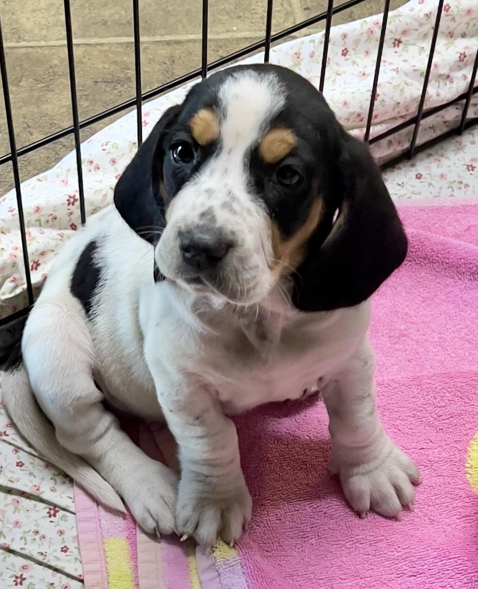 Lucy, ADOPTABLE, Puppy Female Beagle & Basset Hound.