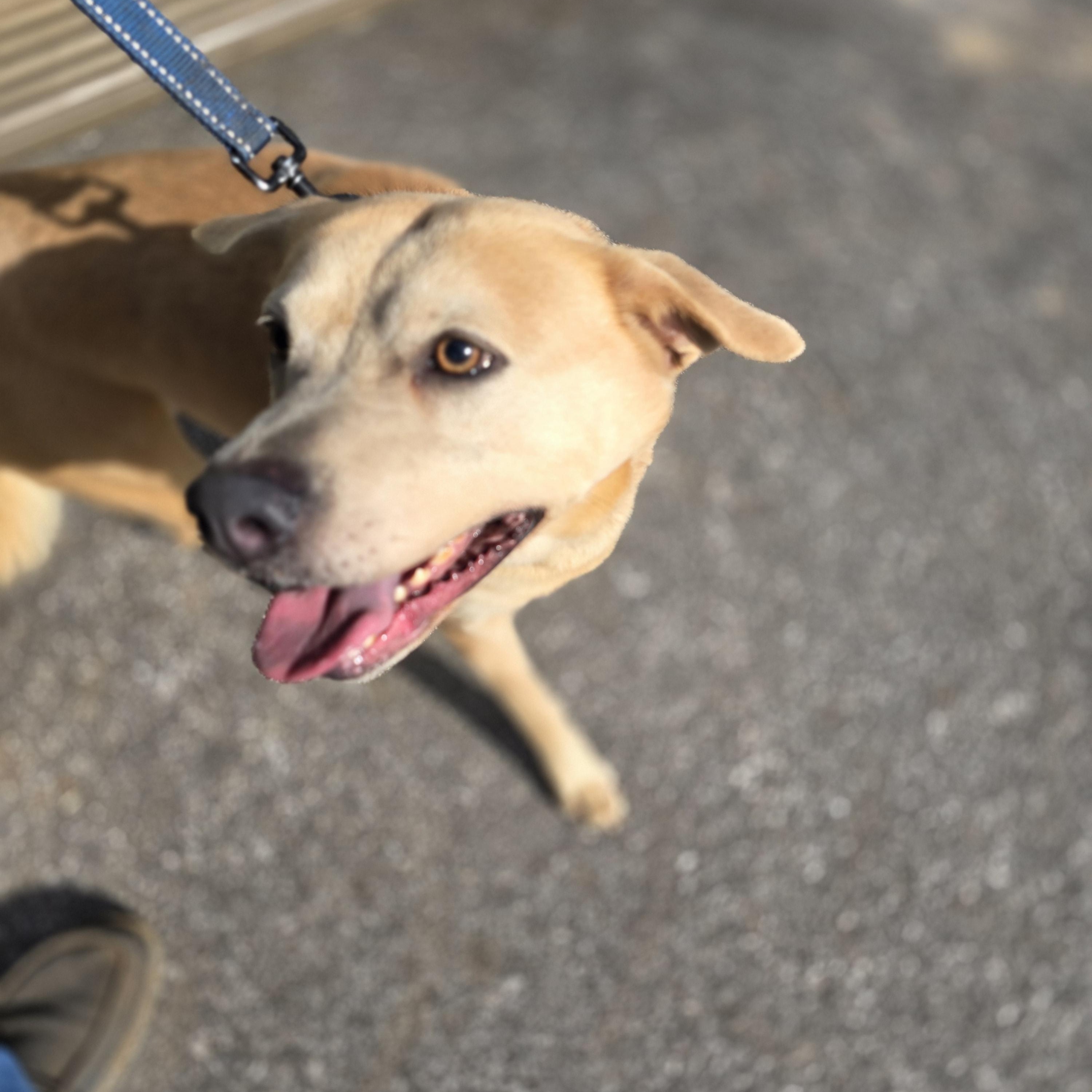 Elias (Eli), Adoptable, Young Male Husky & Pit Bull Terrier.