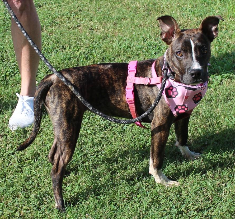 Enlarge ROXIE, a ADOPTABLE mixed breed in Claremore, OK image 3/3