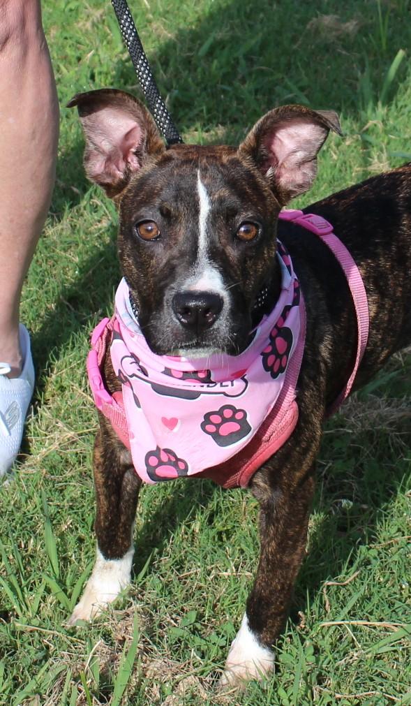 Enlarge ROXIE, a ADOPTABLE mixed breed in Claremore, OK image 1/3