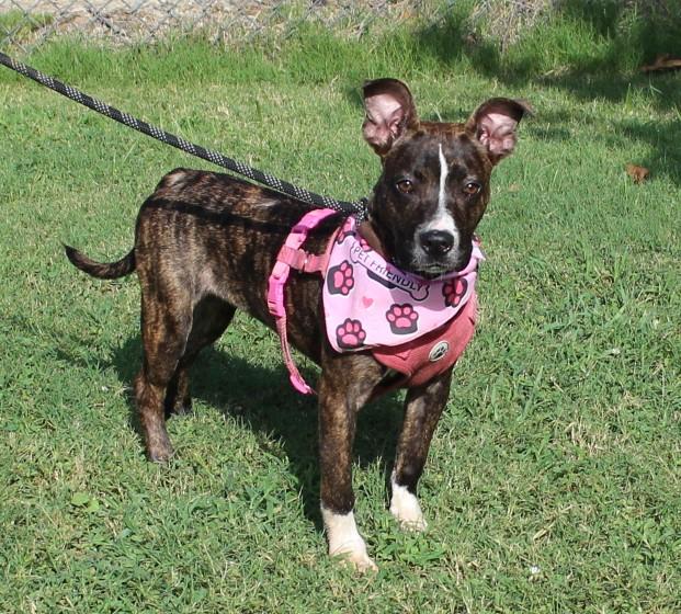 Enlarge ROXIE, a ADOPTABLE mixed breed in Claremore, OK image 2/3