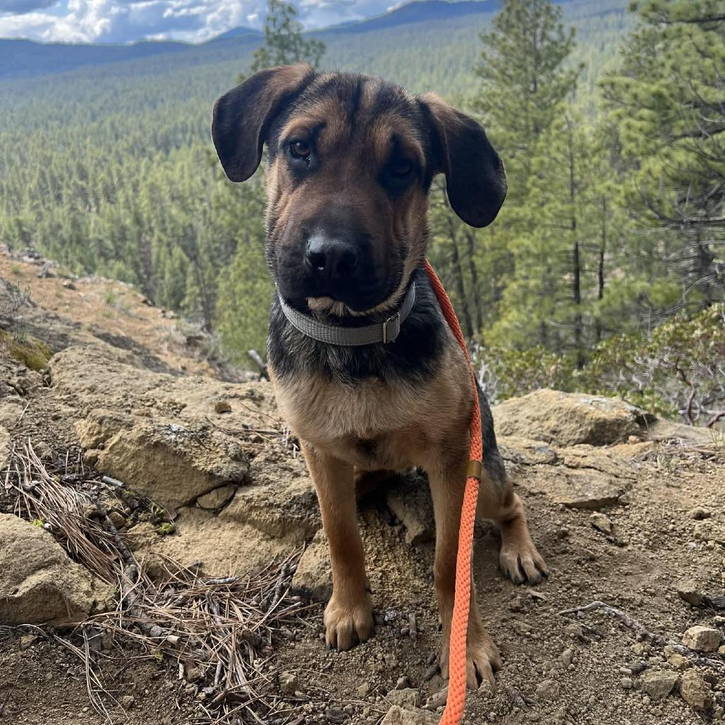 Enlarge Cedar, a Adoptable Mixed Breed in Bend, OR image 1/6