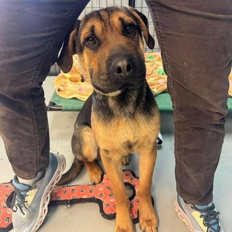 Enlarge Cedar, a Adoptable Mixed Breed in Bend, OR image 2/6