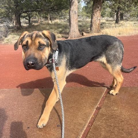 Enlarge Cedar, a Adoptable Mixed Breed in Bend, OR image 4/6