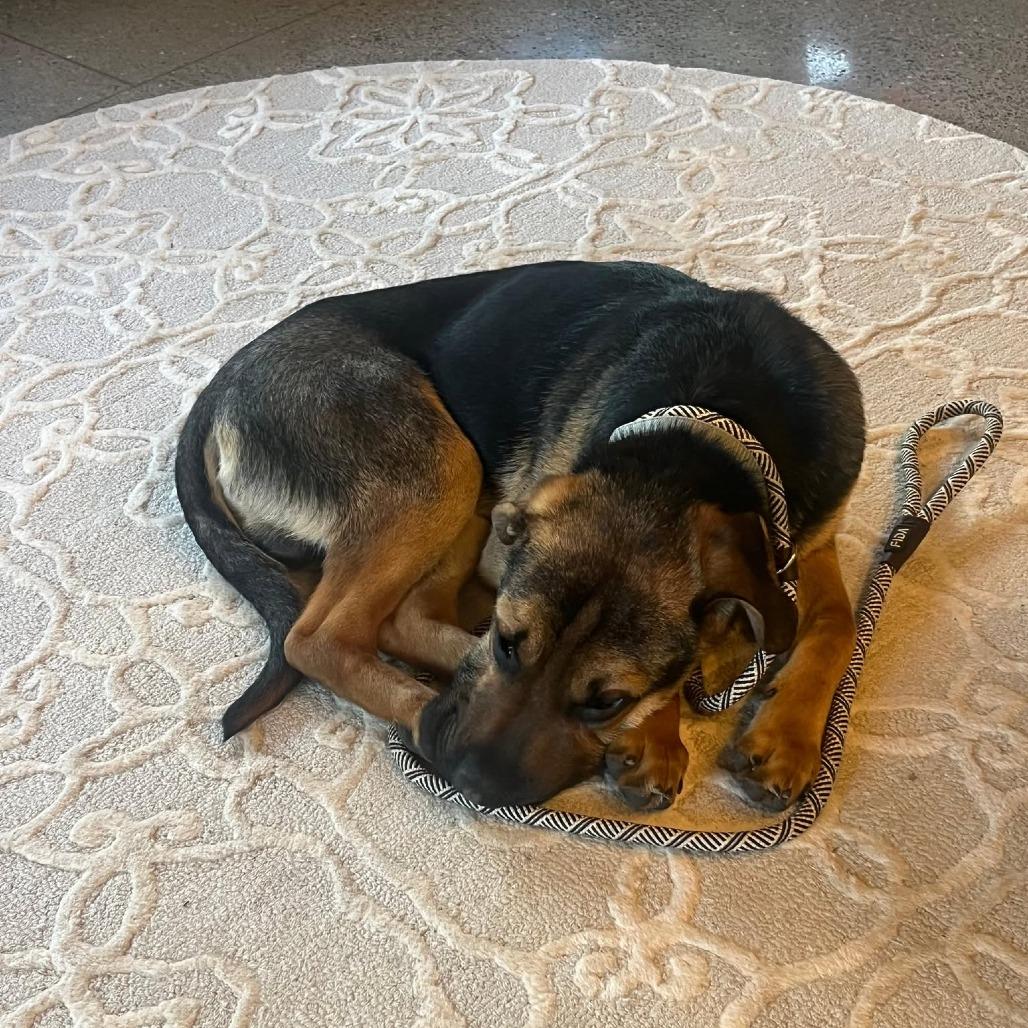 Enlarge Cedar, a Adoptable Mixed Breed in Bend, OR image 5/6