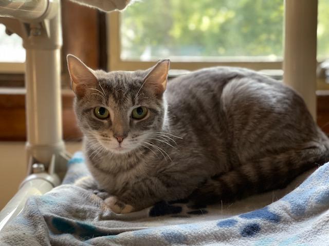 Mary, Adoptable, Young Female Domestic Short Hair.