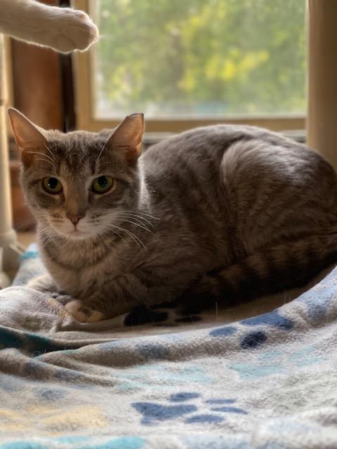 Enlarge Mary, a Adoptable Domestic Short Hair in Salem, OH image 2/2