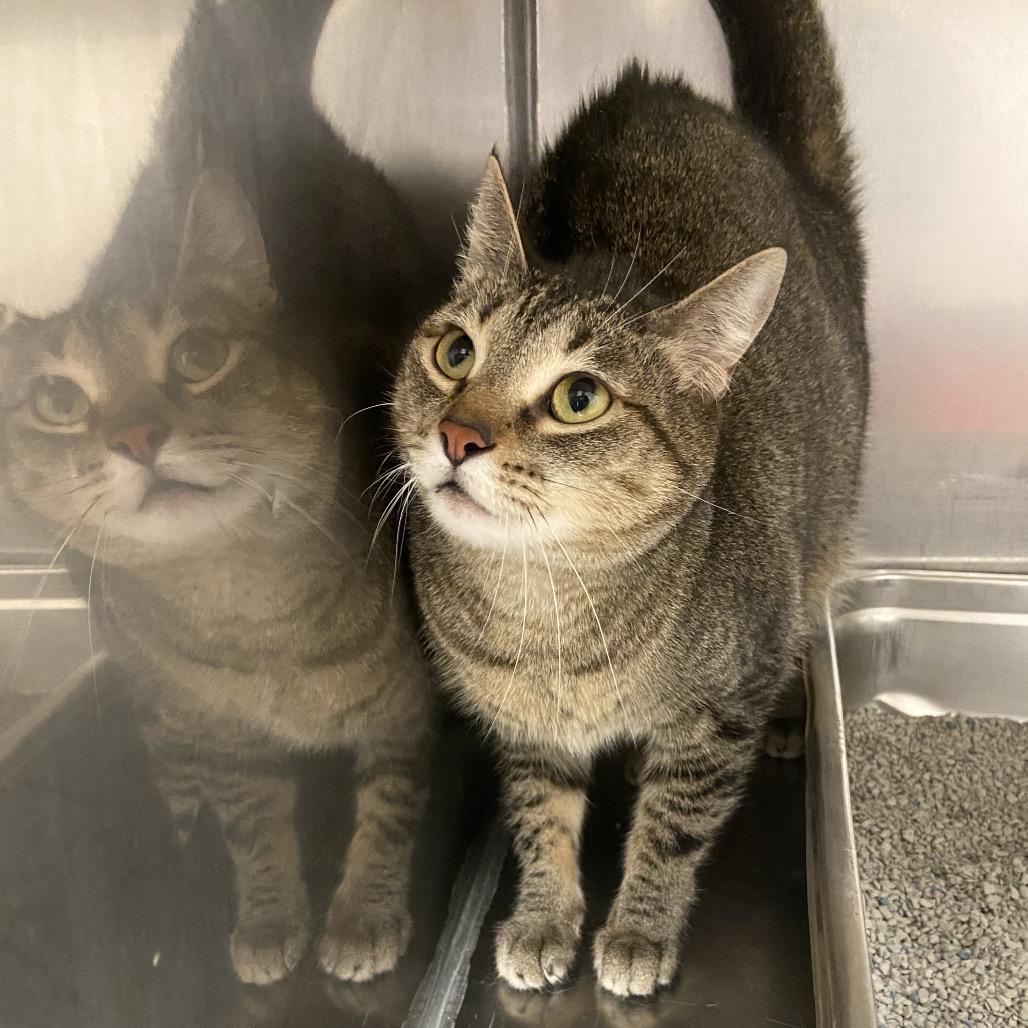 Miss Kitty, Adoptable, Adult Female Domestic Short Hair.
