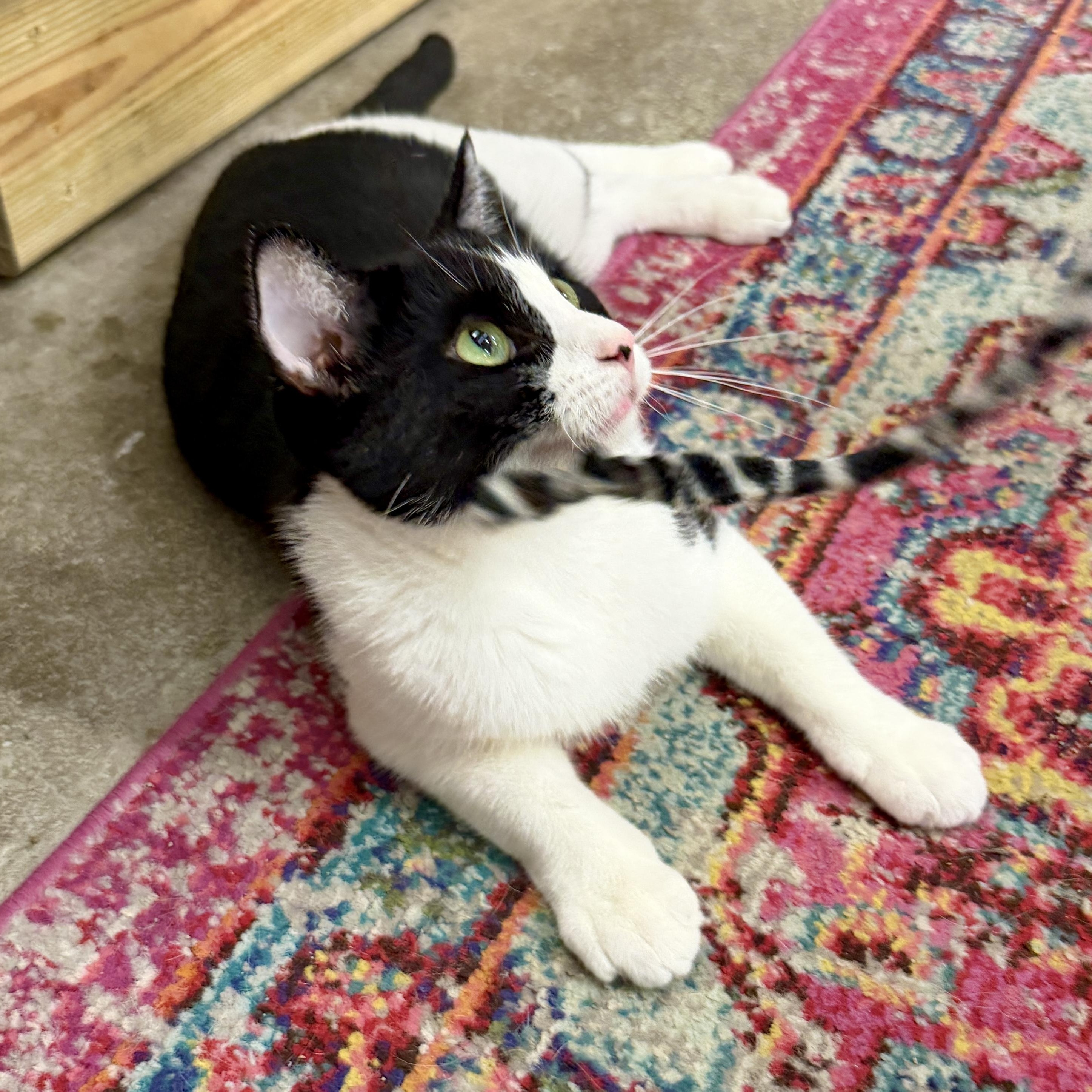 Enlarge Figgy, a Adoptable Domestic Short Hair in Clearwater, FL image 2/2