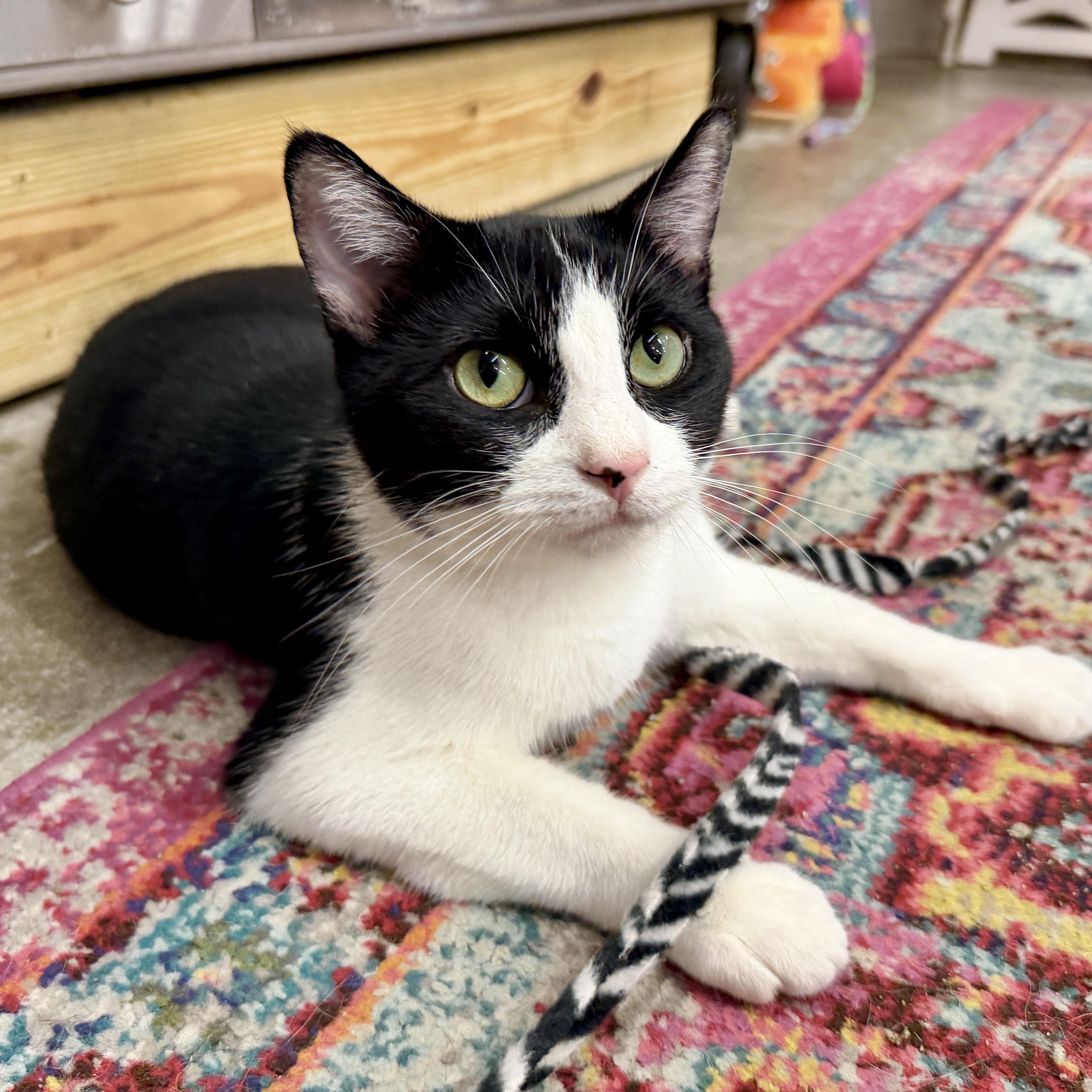 Enlarge Figgy, a Adoptable Domestic Short Hair in Clearwater, FL image 1/2