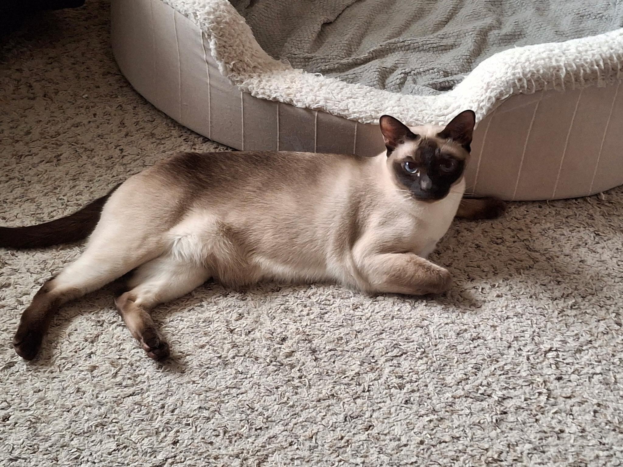 Nala Grace, a Adoptable Tonkinese in Sterling Heights, MI image 1/3