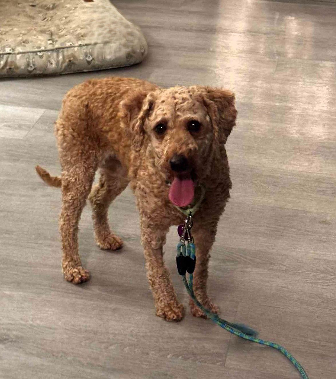 Annie, Adoptable, Adult Female Poodle & Golden Retriever.