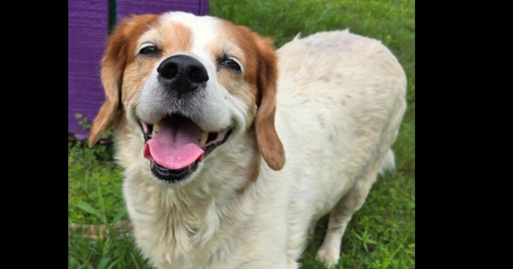Mater, Adoptable, Adult Female Beagle.
