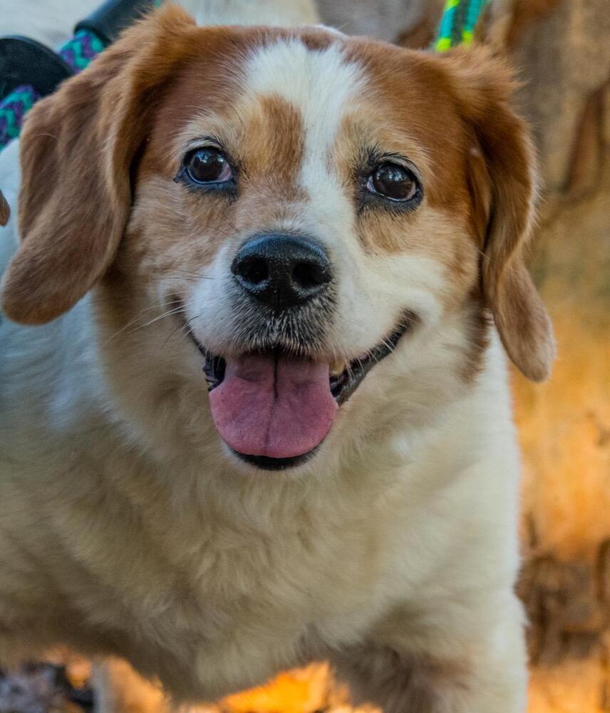 Mater, a Adoptable mixed breed in Marietta, GA image 2/6