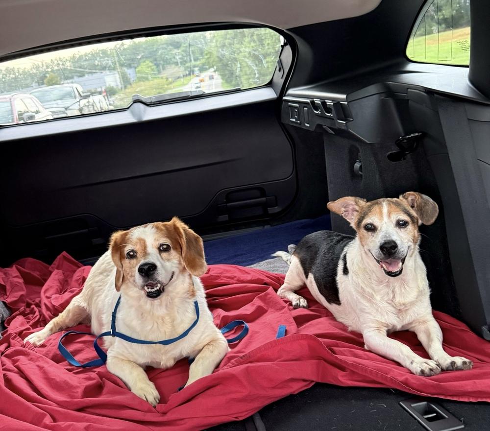 Mater, a Adoptable mixed breed in Marietta, GA image 3/6