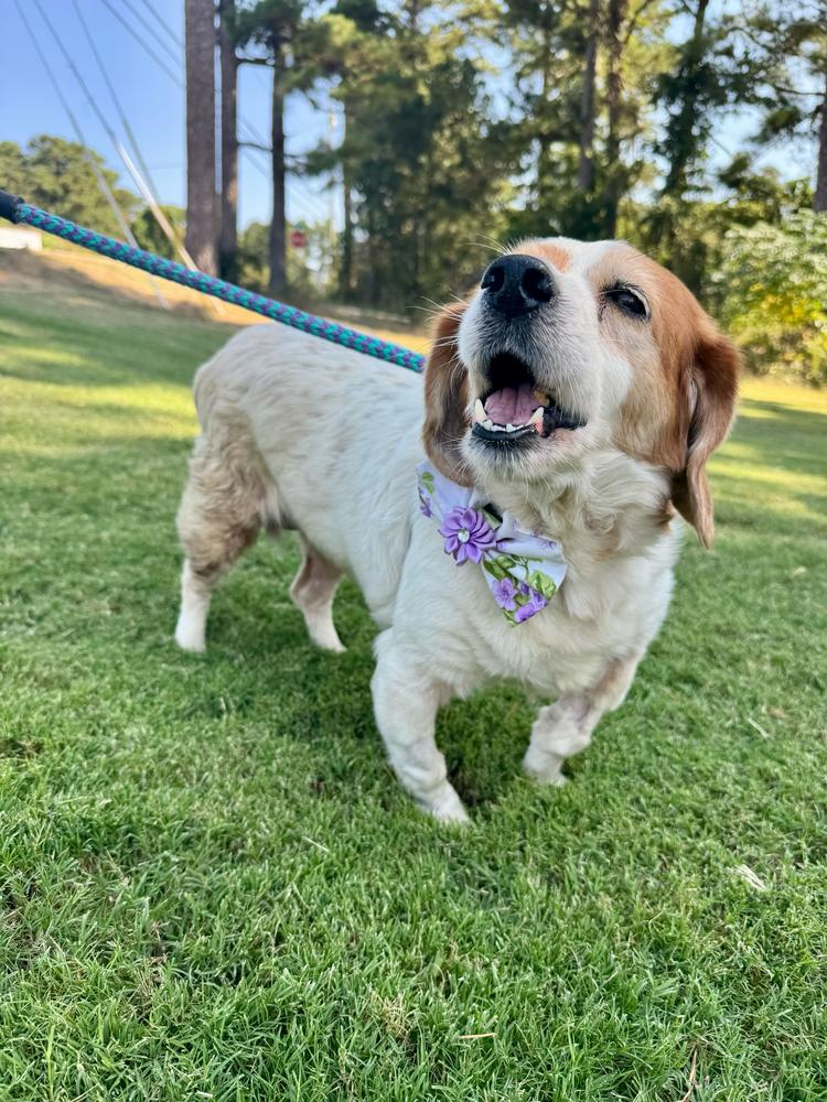Enlarge Mater, a Adoptable mixed breed in Marietta, GA image 3/6