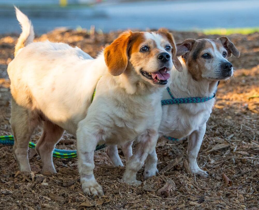 Mater, a Adoptable mixed breed in Marietta, GA image 4/6