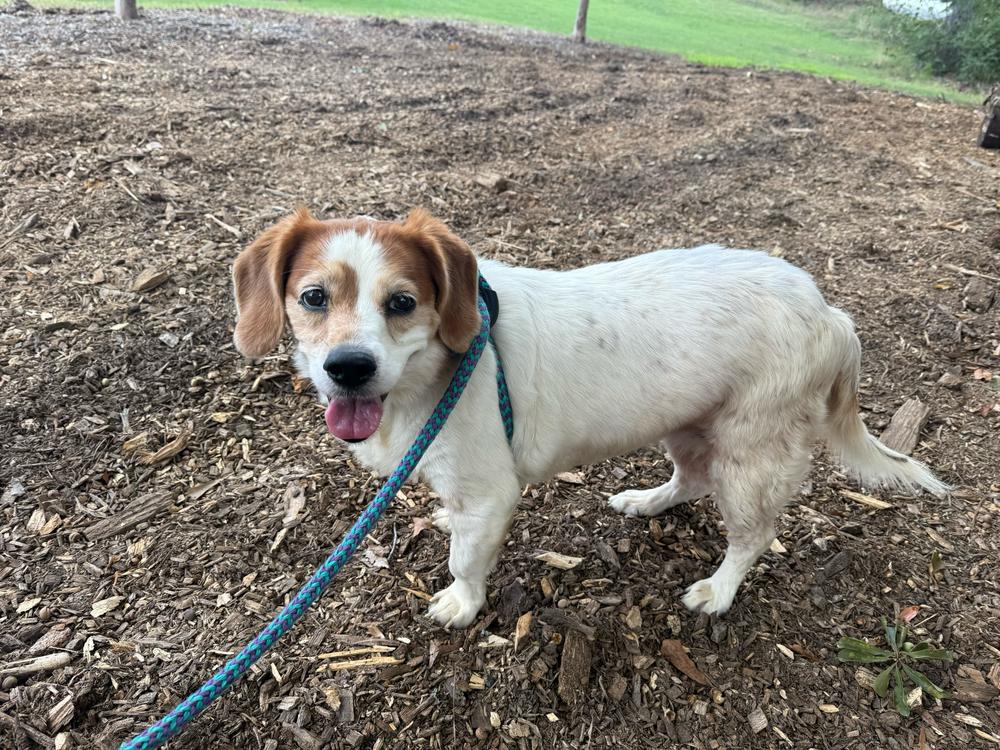 Mater, a Adoptable mixed breed in Marietta, GA image 5/6