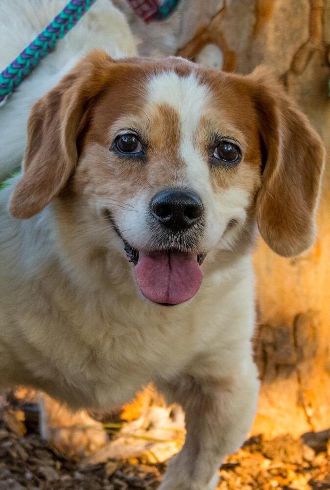 Mater, a Adoptable mixed breed in Marietta, GA image 6/6