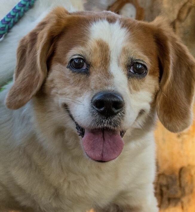 Enlarge Mater, a Adoptable mixed breed in Marietta, GA image 6/6